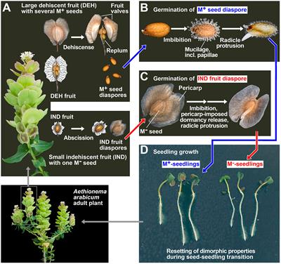 Aethionema arabicum dimorphic seed trait resetting during transition to seedlings